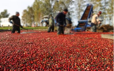 How Can Cranberry Bogs Benefit From Solar Energy?