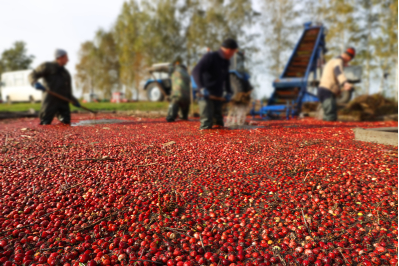 How Can Cranberry Bogs Benefit From Solar Energy? - BD Electrical Services - Cape Cod, MA